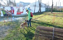 Фото 8: ЛКП «Лев» облаштувало тренувально-вигульний майданчик на вул. Промисловій