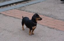 Фото 13: У Львові з’явиться мережа вигульних майданчиків для собак: перший пішов!
