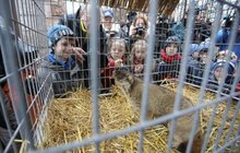 Фото 4: Бабачиха у міському еколого-натуралістичному центрі навіщувала ранню весну
