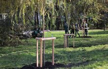 Фото 10: У парку «700-річчя» триває висадка дерев та кущів