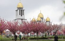 Фото 2: У Парку імені Івана-Павла ІІ (Сихів) цвітуть сакури