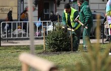 Фото 29: В рамках міжнародного проєкту «Озеленення планети» на площі Соборній висадили перші дерева