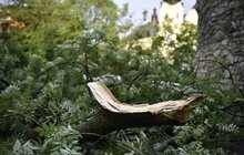 Фото 15: Аварійні бригади оперативно ліквідовують наслідки негоди в місті