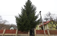 Фото 3: У центрі Львова встановили головну ялинку міста (відео)