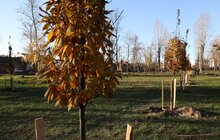 Фото 2: У Левандівському парку висадили 30 дерев пам’яті захисників (відео)