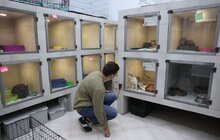 Фото 1: 72 собаки та 96 котів: волонтери Домівки врятованих тварин евакуювали хвостатих із Херсона (відео)
