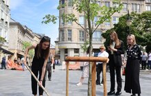 Фото 20: На площі Галицькій висадили нові дерева