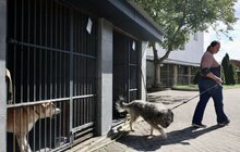 Фото 15: ЛКП «Лев» стає міським центром із комплексної допомоги для безпритульних та домашніх тварин (фото/​відео)