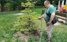 Фото 1: Під особливою увагою: у львівських парках під час спеки рослини поливатимуть частіше