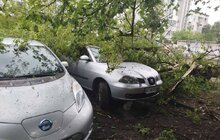 Фото 18: У Львові оперативно ліквідовують наслідки негоди: повалені дерева, обірвані мережі та зміни в русі транспорту (відео)