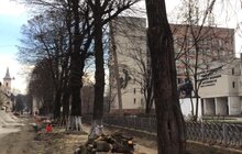Фото 7: «В підсумку, дерев стане більше, а заміні підлягає трохи більше 40% озеленення вулиці», — О. Сладкова про роботи на вул. Пекарській
