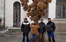 Фото 2: У Львові вже виготовили головний Дідух міста