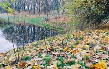 Фото 2: Липи, клени та гіркокаштани: у Львові висадять майже тисячу дерев та понад 6 тисяч кущів