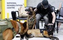 Фото 4: У Львові презентували UNBROKEN ANIMALS — першу в Україні системну програму емоційної підтримки ветеранів за участі собак