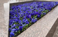Фото 2: Квітковий годинник на площі Митній вже у синьо-жовтих квітах