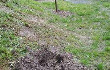 Фото 6: Мерія закликає припинити крадіжки зелених насаджень у парках міста: у парку ім. Б. Хмельницького невідомі викрали сакури