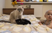 Фото 11: У Львові для переселенців та врятованих ними котів влаштували фотосесію