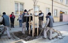 Фото 10: 432 дерева за 7 днів: весняний Львів озеленюють