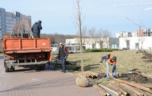 Фото 1: На Сихові висаджують 20 нових дерев, план міста на цей рік — не менше 10 тис зелених насаджень