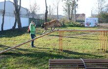 Фото 6: ЛКП «Лев» облаштувало тренувально-вигульний майданчик на вул. Промисловій
