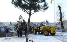 Фото 28: На Меморіалі пам’яті Героїв Небесної Сотні висадили сосни