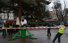 Фото 18: У Львові встановили головну новорічну ялинку: за тиждень її урочисто відкриють
