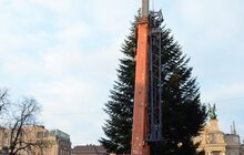 Фото 6: До Львова привезли головну ялинку міста