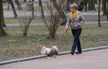 Фото 11: У Львові з’явиться мережа вигульних майданчиків для собак: перший пішов!