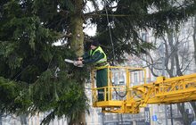 Фото 8: Головну ялинку міста демонтовують та відправлять на утилізацію