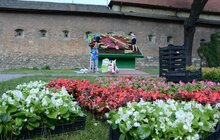 Фото 3: У Львові висадили квіти