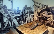 Фото 4: Львівський природознавчий музей відкрився