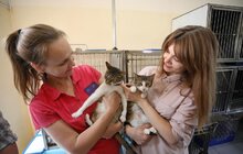 Фото 16: Львів перший у світі підрахував вуличних котів