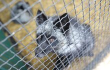 Фото 9: У мерії розглядають можливості комплексного розвитку парку «Знесіння» і Домівки врятованих тварин