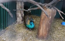 Фото 12: У мерії розглядають можливості комплексного розвитку парку «Знесіння» і Домівки врятованих тварин