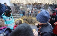 Фото 2: Бабачиха у міському еколого-натуралістичному центрі навіщувала ранню весну
