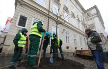 Фото 7: Мер Львова та тимчасово повірена у справах США в Україні спільно висадили на пл. Ринок рожевоквітний каштан