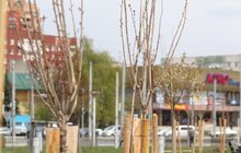 Фото 4: У Львові висадили 20 сакур, які місту подарувало Посольство Японії