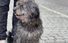 Фото 1: 50 собак і 17 котів чекають на своїх господарів у ЛКП «Лев»