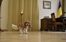 Фото 6: Мер Львова долучився до щорічної акції «Візьми собаку на роботу»