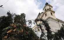 Фото 1: Біля Органного залу сьогодні зрізають ялинки, на їх місці висадять 15 нових дерев