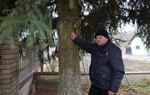 Фото 2: У центрі Львова встановили головну ялинку міста (відео)