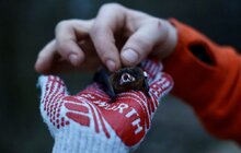 Фото 5: Містяни долучилися до випуску у природу близько 300 врятованих кажанів
