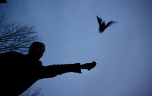 Фото 6: Містяни долучилися до випуску у природу близько 300 врятованих кажанів