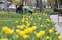 Фото 2: Львів розквітне рекордно: 165 тисяч тюльпанів і понад 5 тисяч дерев та кущів — місто готує найяскравішу весну за останні роки