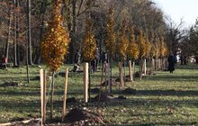 Фото 1: У Левандівському парку висадили 30 дерев пам’яті захисників (відео)