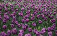 Фото 9: 200 тисяч тюльпанів Нідерланди вже подарували Львову