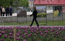 Фото 5: 200 тисяч тюльпанів Нідерланди вже подарували Львову: чи побільшає їх у місті наступного року? (відео)