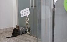 Фото 7: Котячий мер Львова запрошує: у Ратуші облаштували станцію для тварин (відео)