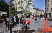 Фото 15: На площі Галицькій висадили нові дерева