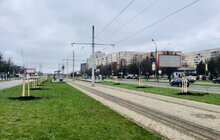 Фото 3: На вихідних у Львові висадили дерева у межах акції «Озеленення планети»